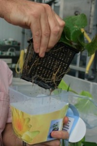Innovation, Design et Végétal  pour réinventer l'offre produit