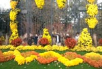 A Angers, les chrysanthèmes, c'est fun